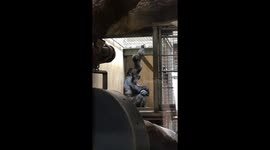 Young gorilla Moke shows us how it's done!