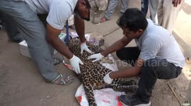 Leopard rescued from steel-jaw trap set up by poachers