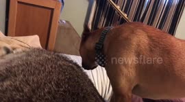 Dolly raccoon plays rough with Sally dog