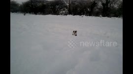 'Tara' the Jack Russel dog in deep snow