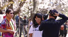 Cherry blossoms in the spring draws crowds of thousands of people to High Park in Toronto each year