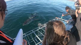 Woman in science! Two female volunteers record data on great white sharks
