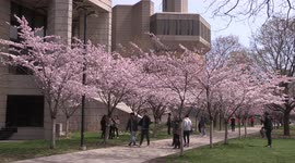 Students at University of Toronto out looking at the Cherry blossoms on campus in the spring