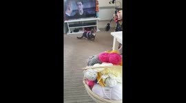 Cat finds her crochet sweater awkward so back-pedals out of the room