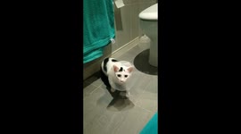Cat has freak out over wearing cone after trip to the vet