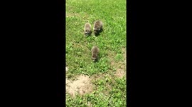 Three rescued baby raccoons squeal and yip while playing outside