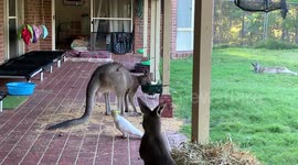 Cheeky cockatoo nips on kangaroo's tail to steal his snacks