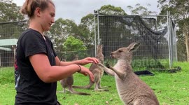 Angel the Kangaroo Joey plays pat-a-cake with her human volunteer