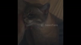 Cute cat purring and begging for scratches