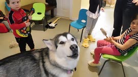Alaskan Malamute Sojou howling to children playing music