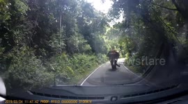 Give way to oncoming elephants! Driver gets jumbo shock as he rounds bend