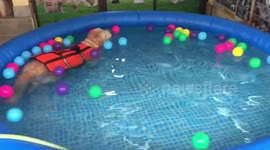 Golden Retriever Swims To Help Her Joints