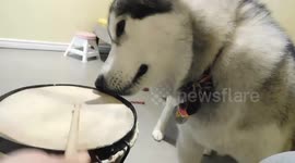 Alaskan Malamute Howling Sojou LovesTo Sing