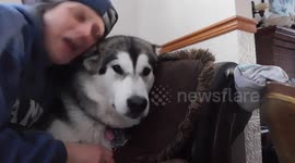 Alaskan Malamute Sojou Howling Dual with Me