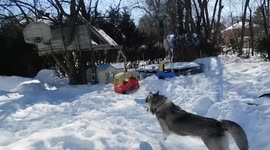 Alaskan Malamute Sojou Springtime Zoomie