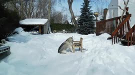 Alaskan Malamute Sojou Chews On a Wooden Chair