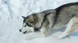 Aaskan Malamute Sojou Loves to Tease Me when we play fetch
