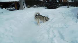 Alaskan Malamute Sojou Fetch