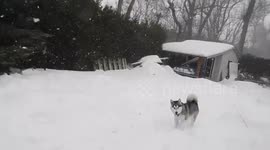 Alaskan Malamute Sojou Blizzard Wind up her Tail