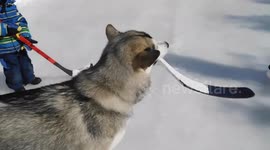 Alaskan Malamute Sojou Plays Hockey with children