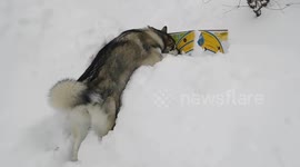 Alaskan Malamute Sojou Recycling a Box In The Snow