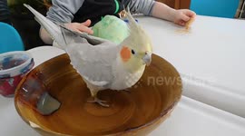 Cockatiel Phoebe Spa Day Out