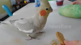 Cockatiel Phoebe Shares a Biscuit