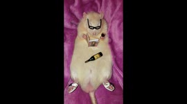 Rat reading cosmopolitan magazine while drinking wine