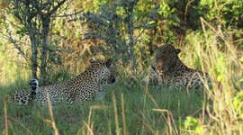 Leopards mating in Akagera National Park, Rwanda.