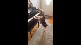 Buddy Mercury Sings! Funny and cute beagle who plays piano!