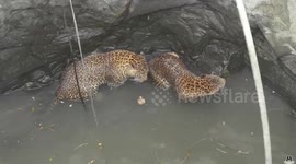 Spot of bother: rescuers haul leopards from bottom of deep Indian well