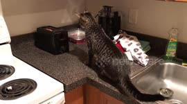 What a scaredy cat! Feline gets a fright in toaster encounter