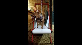 Pitbull Maya training on carpet mill