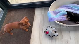 Cheeky Sausage Dog Kicks Chihuahua Out Of Bed!