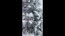 Snowfall in Dalhousie : latest Snowfall, early Snowfall at Dalhousie