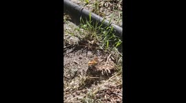 Tired butterfly rests during migration