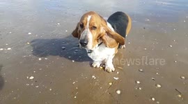 Bassett hound floppy ears blowing in high winds stormy weather so cute