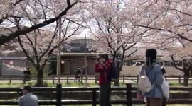 Cherry blossom or ‘sakura’ reaches peak in Japan
