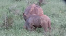 Cute Rhino calf playing with his family at a Picnic area during our Safari with Tim Brown Tours