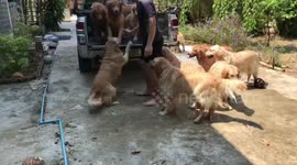 Doggies have to be carried into pickup truck after walkies