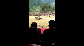 The bullfighting festival