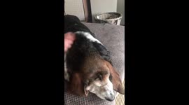 Dog loves to be vaccumed! Bassett hound enjoys a relaxing vacuum hilarious she loves it! So funny