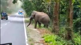 Wild elephant charges tourist vehicle in Northeast India