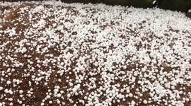 Large hailstones