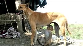Dog becomes devoted foster mother to abandoned monkey in India