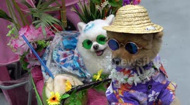 Amazing Pet Show in Thailand