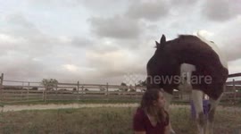 Horse seeks attention