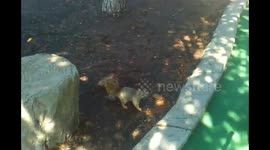Baby squirrel falls from tree and mama cleans and protects it.