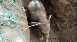 Villagers and forest rangers team up to rescue baby elephant trapped in well
