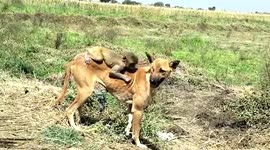 Dog takes orphaned baby monkey under its wing, beastfeeds primate in rare show of motherly love and compassion in central India